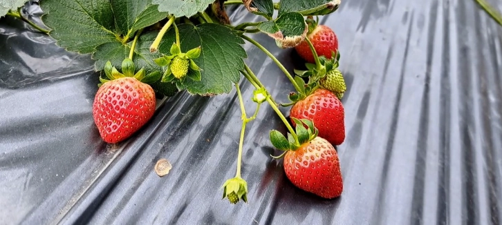 大湖草莓品質 大湖草莓品質