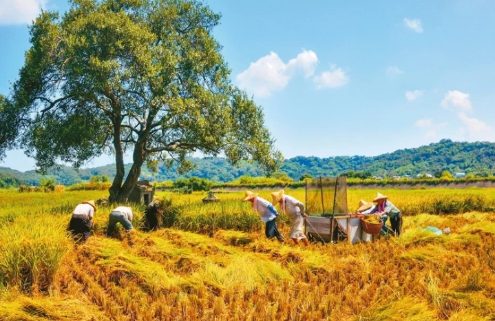 西湖特色景點 西湖特色景點