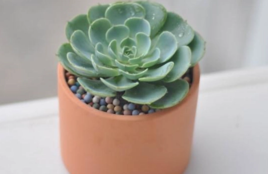 石蓮花養樂多做法 石蓮花養樂多做法