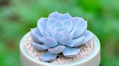 石蓮花養樂多功效 石蓮花養樂多功效