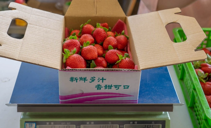 大湖草莓季時間 大湖草莓季時間