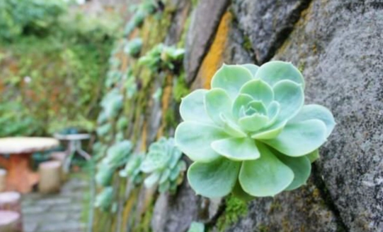 石蓮花養樂多功效 石蓮花養樂多功效