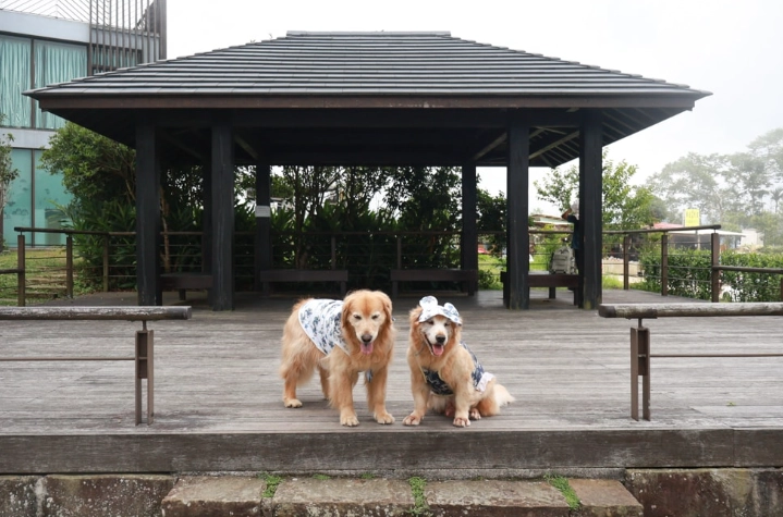 阿里山寵物友善住宿 阿里山寵物友善住宿