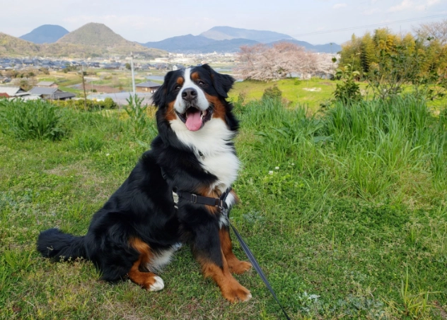 大型犬健康問題 大型犬健康問題