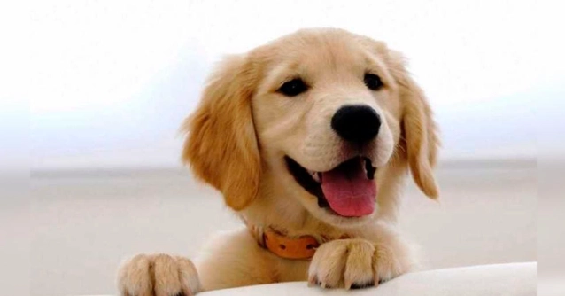 犬種百科 犬種百科