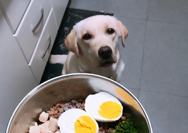 狗狗吃熟蛋白 狗狗吃熟蛋白
