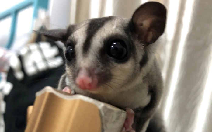 蜜袋鼯飼養 蜜袋鼯飼養