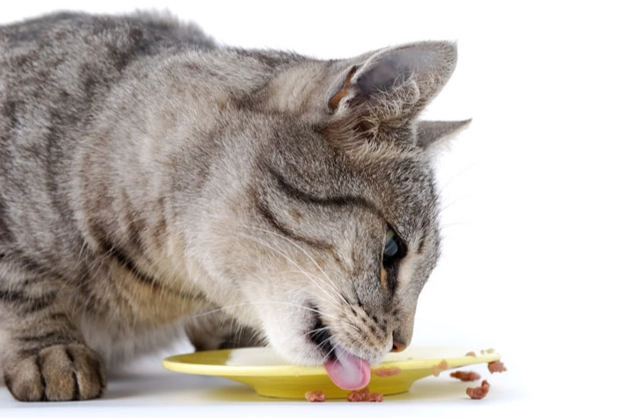 猫咪饮食禁忌 猫咪饮食禁忌