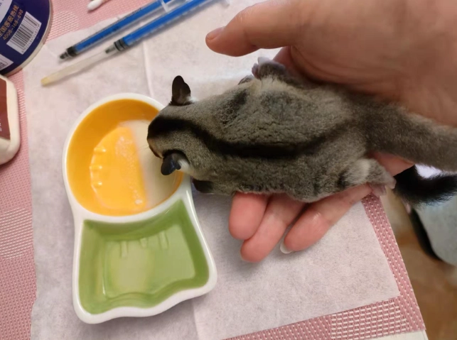 蜜袋鼯食物清單 蜜袋鼯食物清單