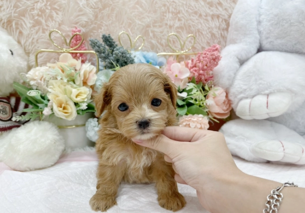 幼犬飼料推薦 幼犬飼料推薦