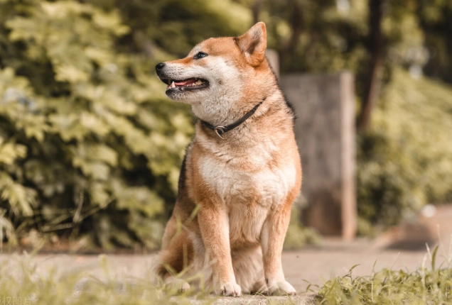 狗叫原因 狗叫原因