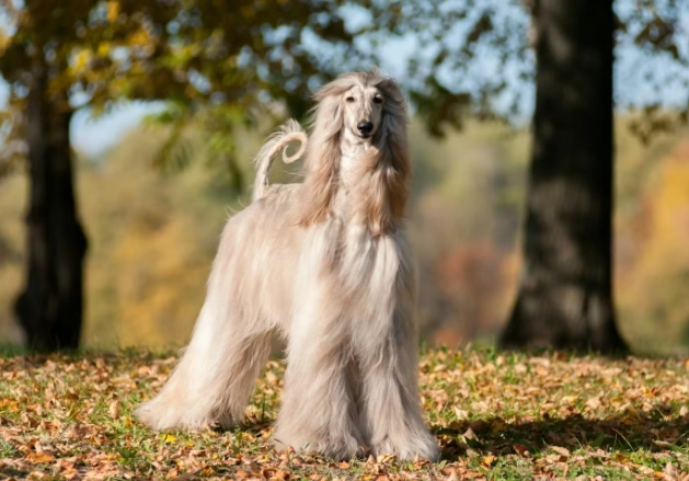 大型犬健康照顧 大型犬健康照顧