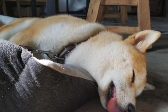 宠物狗行为 宠物狗行为