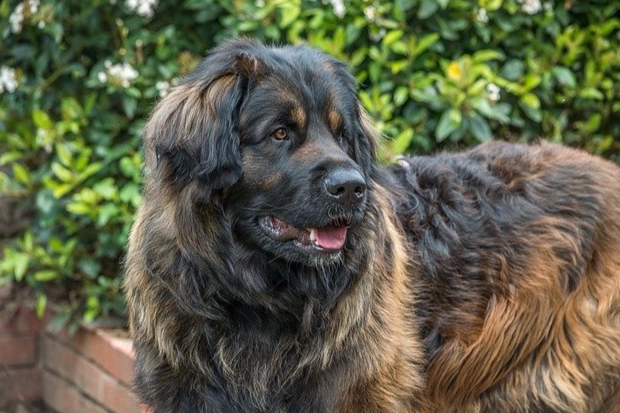 大型犬健康照顧 大型犬健康照顧