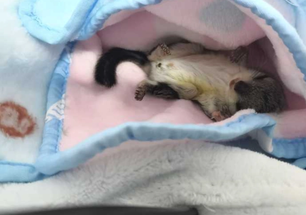 飞鼠养殖技巧 飞鼠养殖技巧