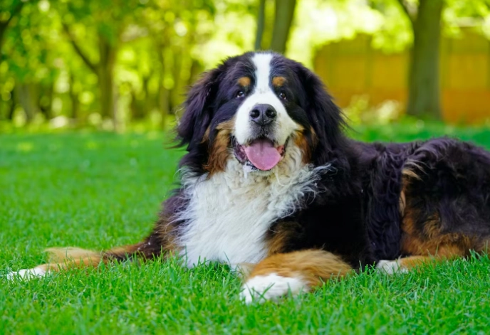 大型犬種類