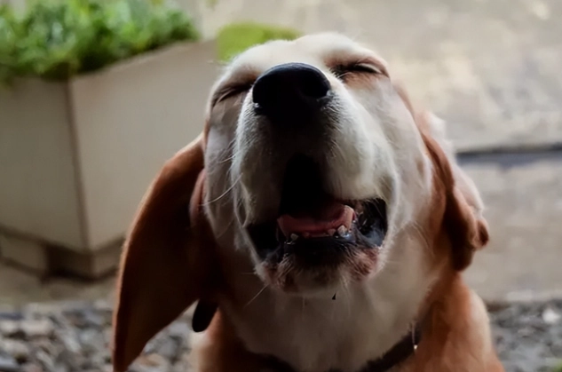 犬氣管塌陷護理 犬氣管塌陷護理