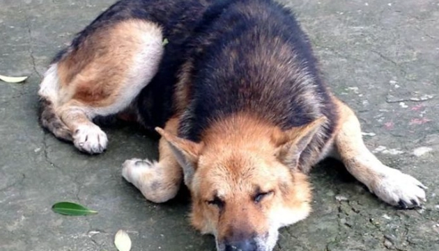 狂犬病疫苗注射時間