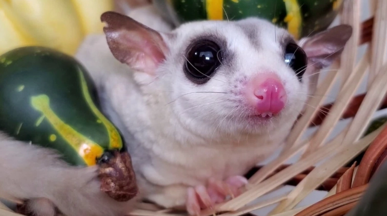蜜袋鼯飼養注意事項 蜜袋鼯飼養注意事項