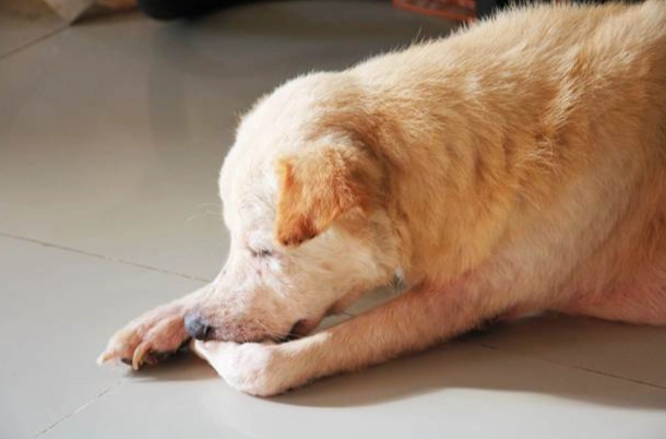 狂犬病疫苗注射時間