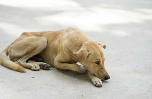 狂犬病疫苗注射時間