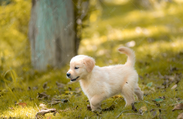成犬飼料選擇 成犬飼料選擇