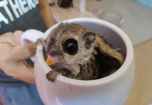 飞鼠宠物照顾 飞鼠宠物照顾
