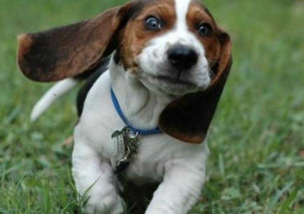 比格犬缺點 比格犬缺點