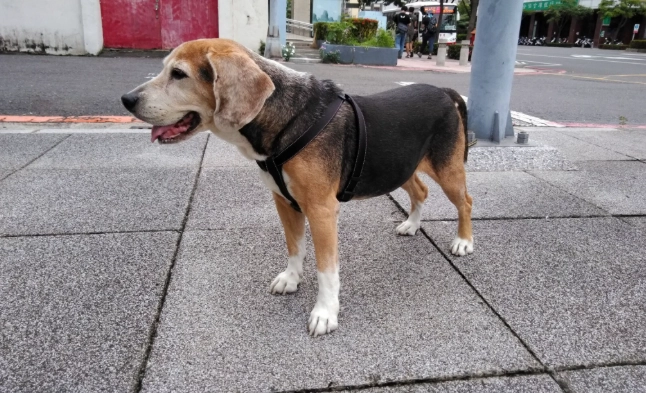 比格犬缺點 比格犬缺點