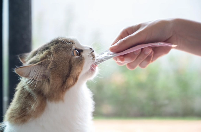 猫吃红枣风险 猫吃红枣风险
