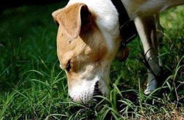 狗狗呼吸道疾病治療 狗狗呼吸道疾病治療