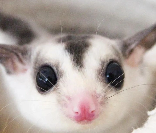 蜜袋鼯飼養 蜜袋鼯飼養