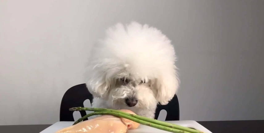 狗狗咳嗽原因 狗狗咳嗽原因