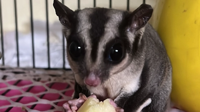 蜜袋鼯飼養 蜜袋鼯飼養