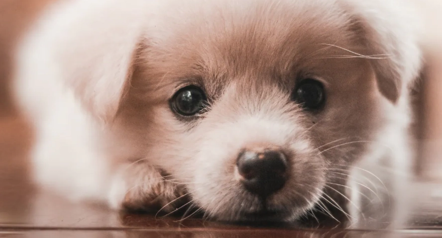 幼犬飼料推薦 幼犬飼料推薦