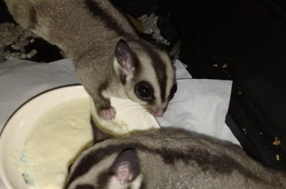 寵物鼠飼養