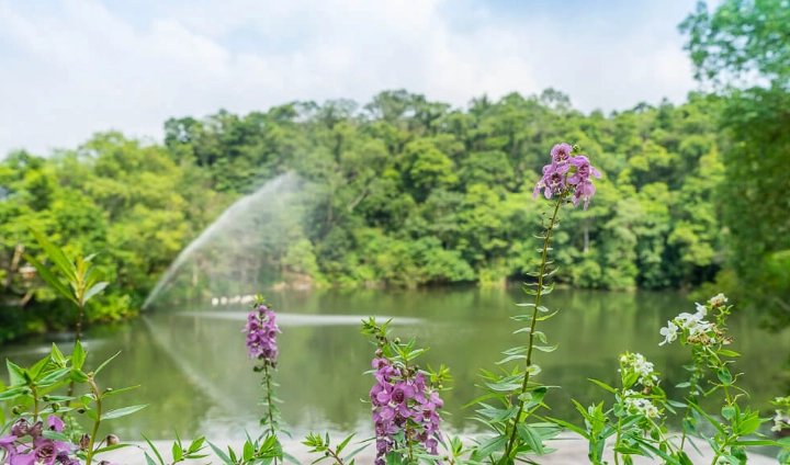 苗栗大湖景點 苗栗大湖景點