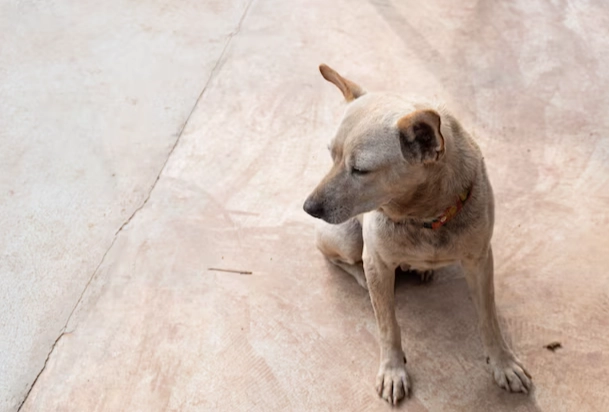 狂犬病疫苗注射時間
