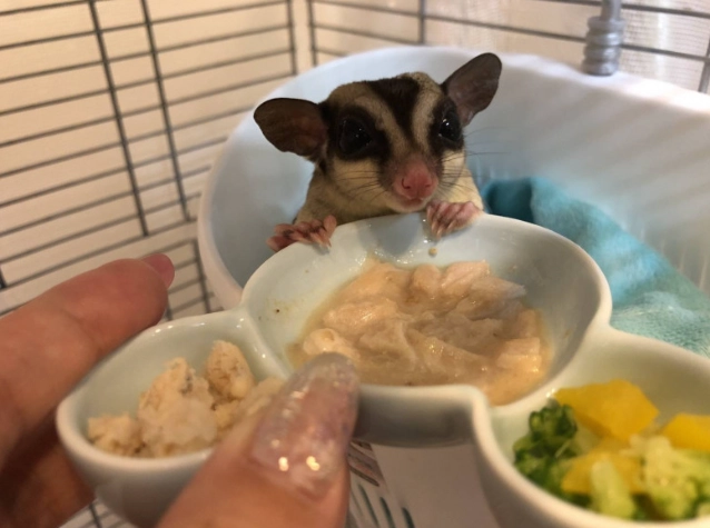 蜜袋鼯飼養 蜜袋鼯飼養
