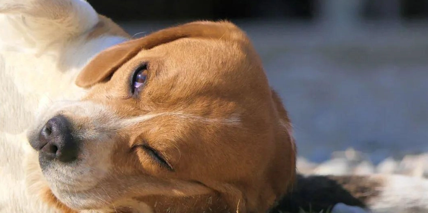狗狗農藥中毒症狀