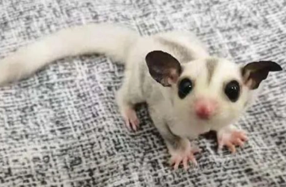 寵物鼠飼養