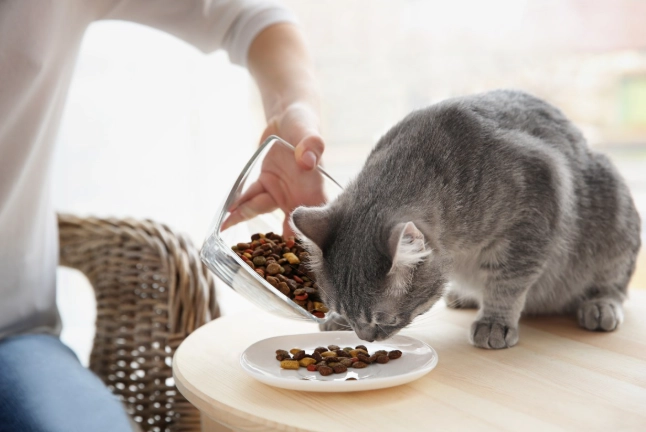猫咪饮食禁忌 猫咪饮食禁忌