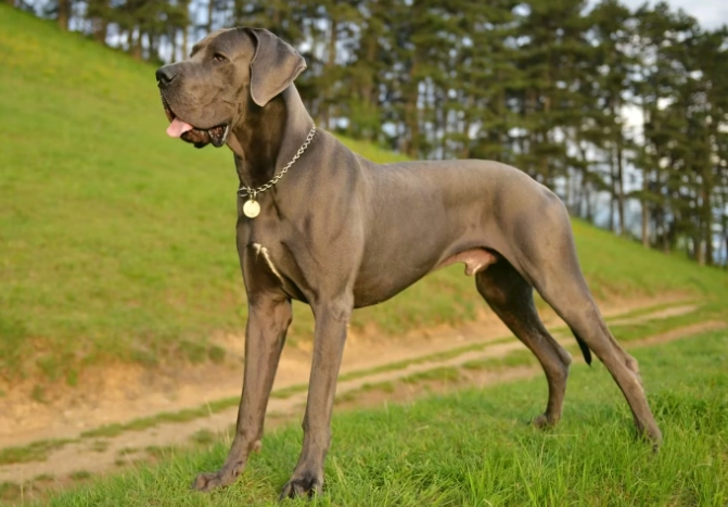 大型犬種類