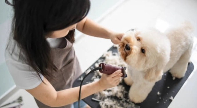 貴婦狗飼養困難 貴婦狗飼養困難