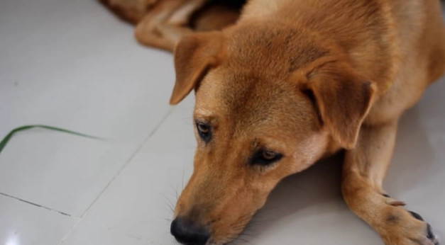 狂犬病疫苗注射時間