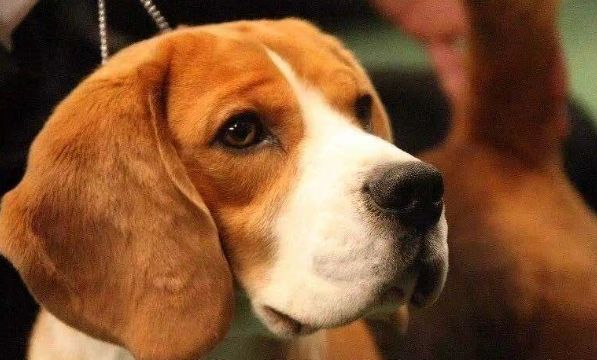 比格犬缺點 比格犬缺點