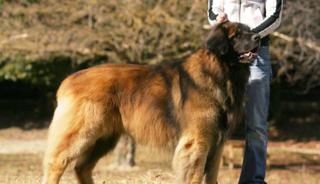 大型犬品種 大型犬品種