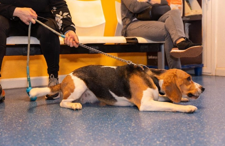 比格犬缺點 比格犬缺點