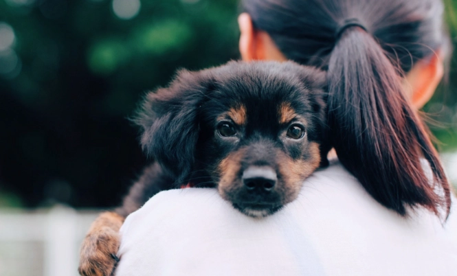 成犬飼料選擇 成犬飼料選擇