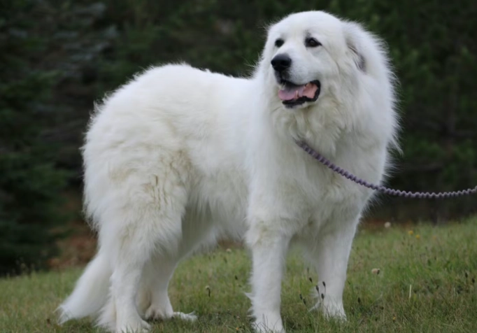大型犬種類